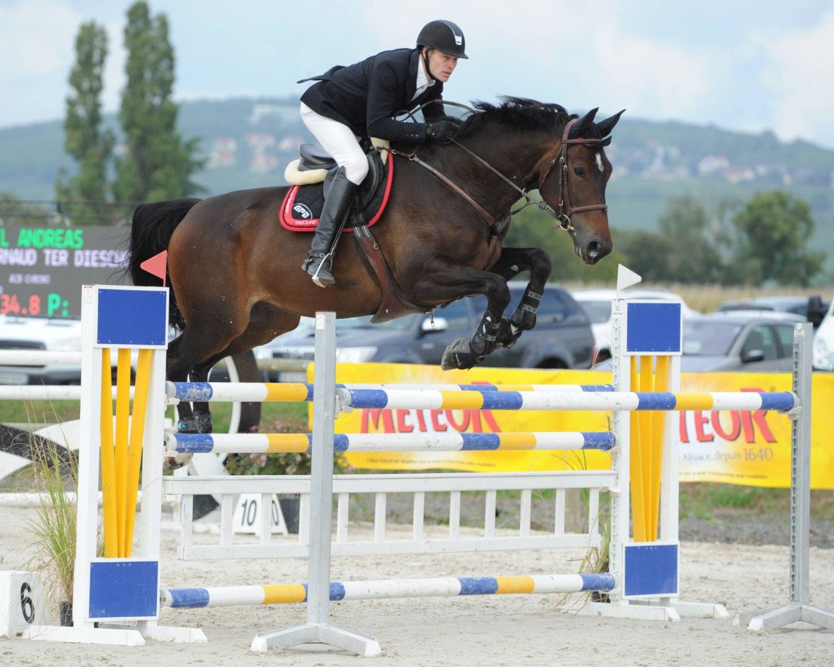 horse Ivernaud (Belgian Warmblood, 2008, from Lupicor)