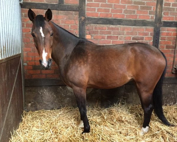 broodmare C'est la Chiquita (Hanoverian, 2005, from Chico's Boy)