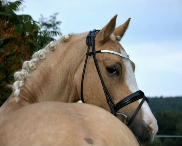 jumper Be My Bodyguard (German Riding Pony, 2012, from Blanchet)