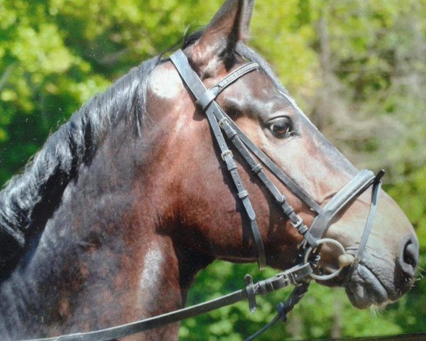 dressage horse Caspar Hauser 2 (Rhinelander, 2005, from Charming 8) dressage horse Caspar Hauser 2 (Rhinelander, 2005, from Charming 8)