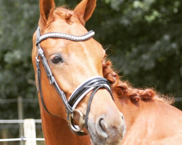 dressage horse Scandica 3 (KWPN (Royal Dutch Sporthorse), 2009, from Watermill Scandic) dressage horse Scandica 3 (KWPN (Royal Dutch Sporthorse), 2009, from Watermill Scandic)