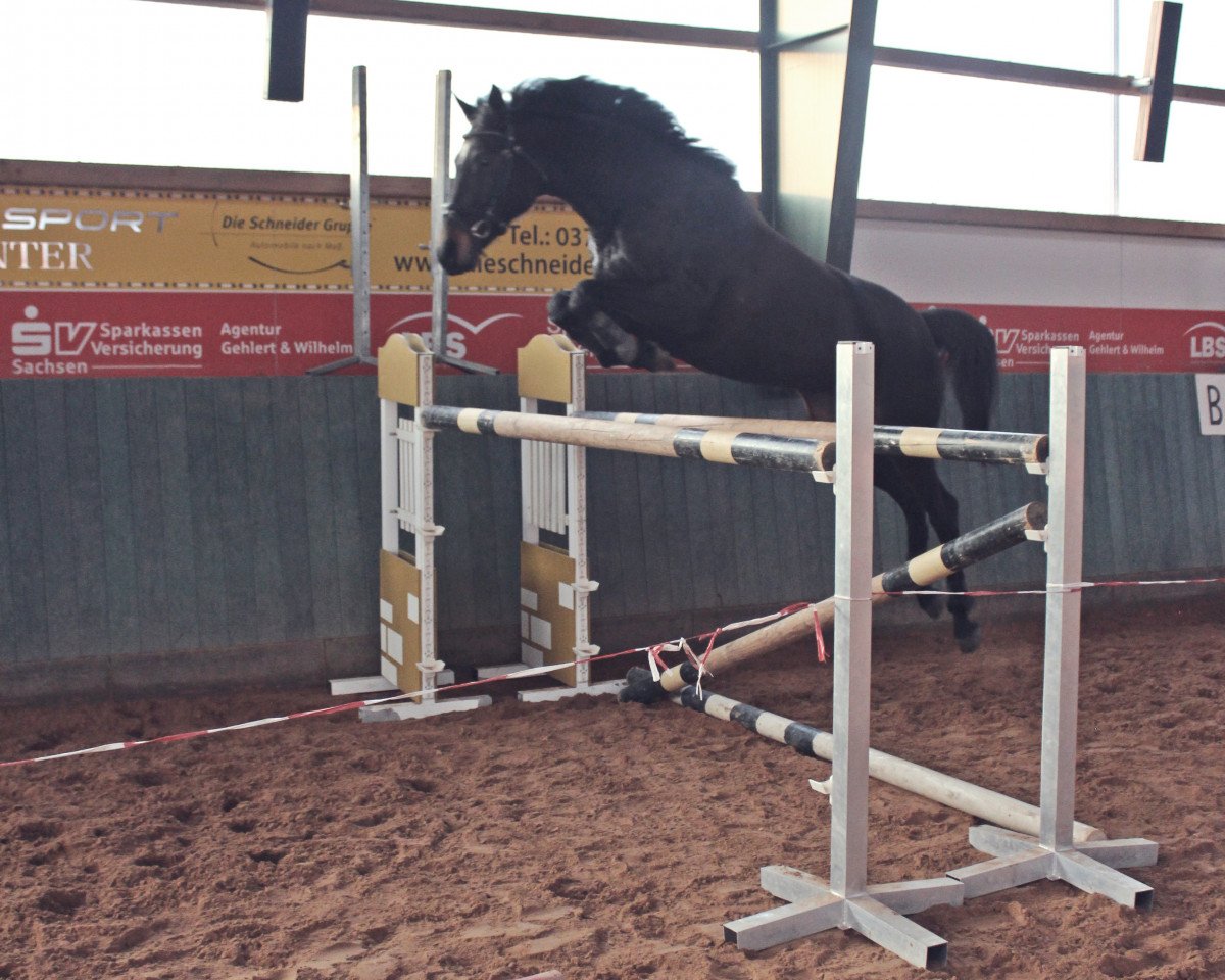 broodmare Chokolate (German Sport Horse, 2007, from Clarence C)