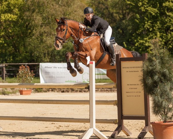 jumper Urmani (KWPN (Royal Dutch Sporthorse), 2001, from Ikoon)