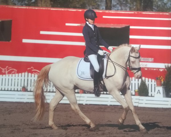 Dressurpferd Pegasus B (Deutsches Reitpony, 2001, von Pan Tau)