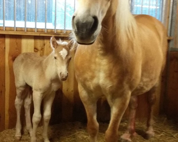 horse Walencio (Haflinger, 2016, from Walzertraum)