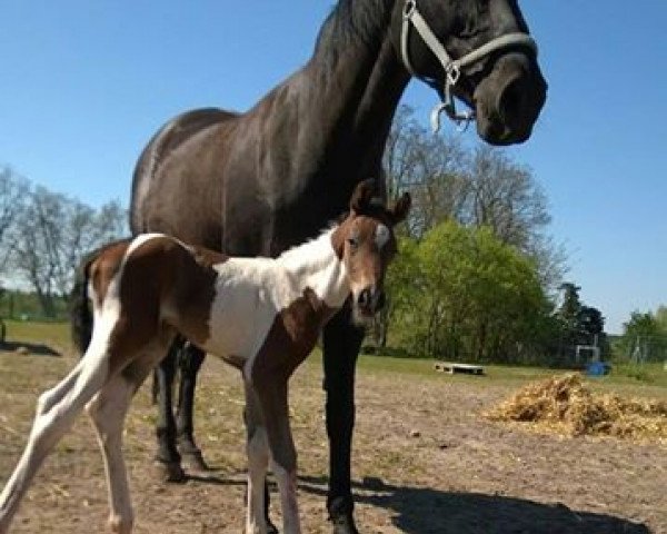 Caballo Diesel (Pinto/Caballo de Monta Pequeño, 2016, de Shipaopay)