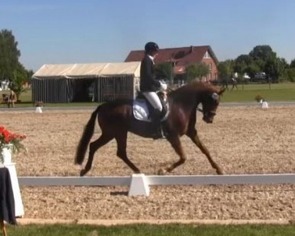 Zuchtstute Fair Lady S (Westfale, 2011, von Vitalis)
