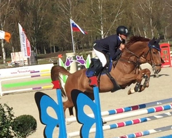 jumper Peter Charles F (Hanoverian, 2010, from Perigueux)