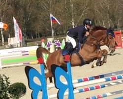 jumper Peter Charles F (Hanoverian, 2010, from Perigueux)