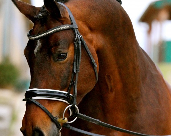 dressage horse Fabi Fabulös (Bavarian, 2008, from Frankenherr)