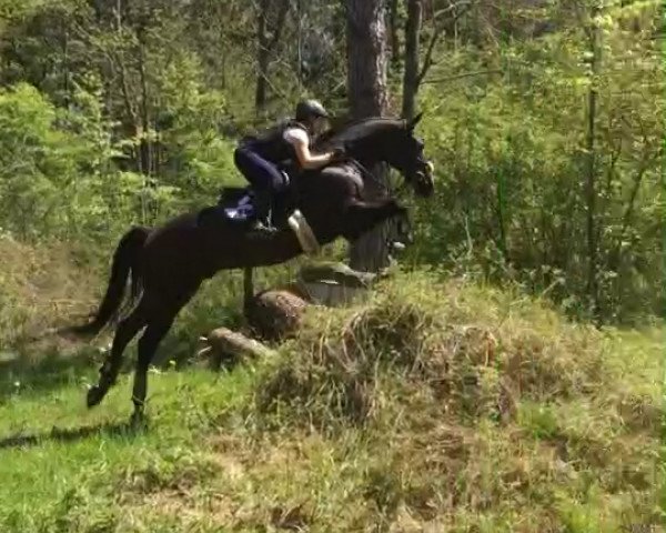 jumper Florimondo (Trakehner, 2004, from Vivus)
