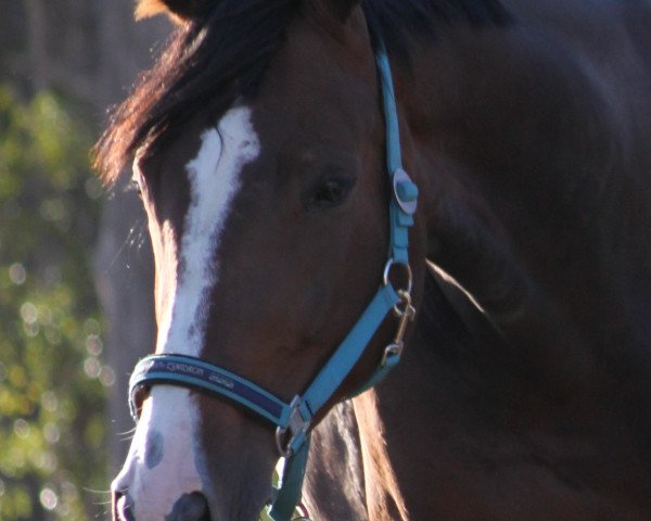 horse Qriemhilde (Hanoverian, 2009, from Quintender 2)
