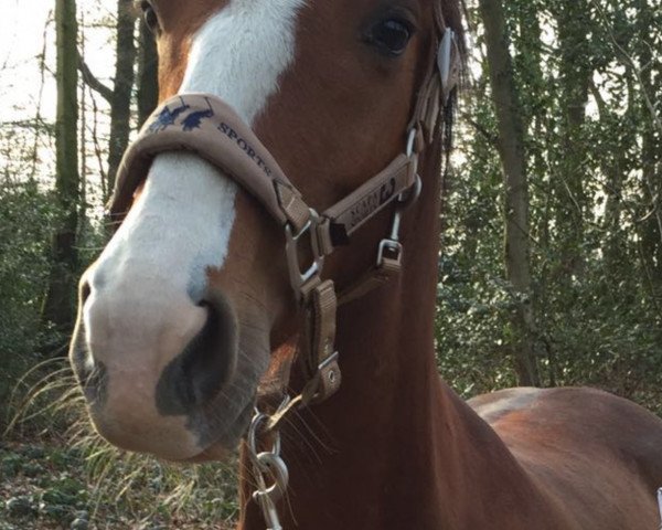 horse Afina (KWPN (Royal Dutch Sporthorse), 2005, from Moneymaker)