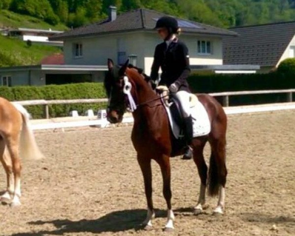 Zuchtstute Salsa (Deutsches Reitpony, 2011, von Bumerang)