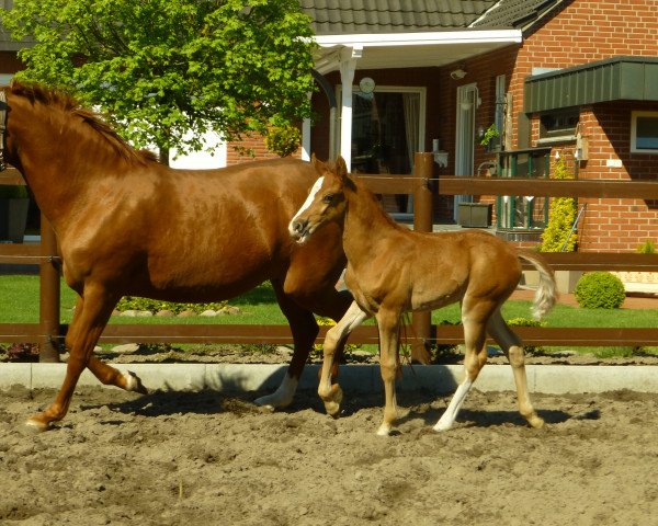 horse Da Vinci (German Riding Pony, 2016, from Dornik B)