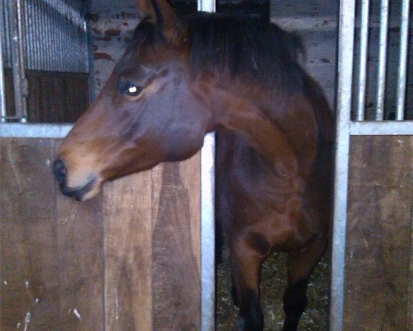 broodmare Hohwacht (Trakehner, 2003, from Caprimond)