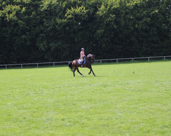 dressage horse Lily Allen (Hanoverian, 2010, from Le Rouge 7)