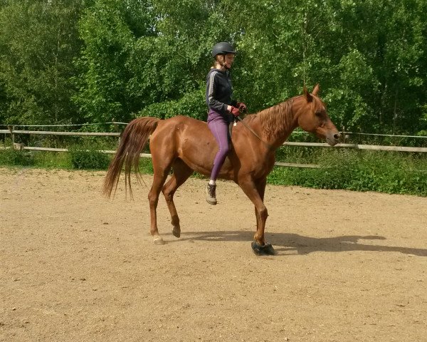 horse Be Marusha ox (Arabian purebred, 1998, from Menesco ox)