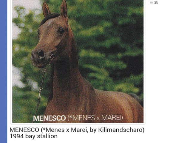 stallion Menesco ox (Arabian purebred, 1994, from Menes 1977 ox)
