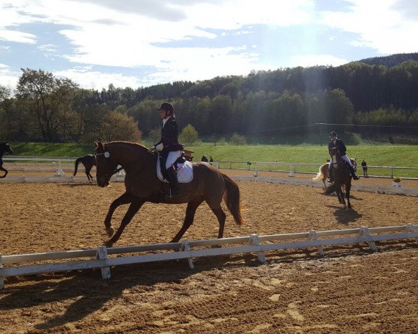 Cavallo da Dressage Tivana (Trakehner, 2008, di Kaiserdom)