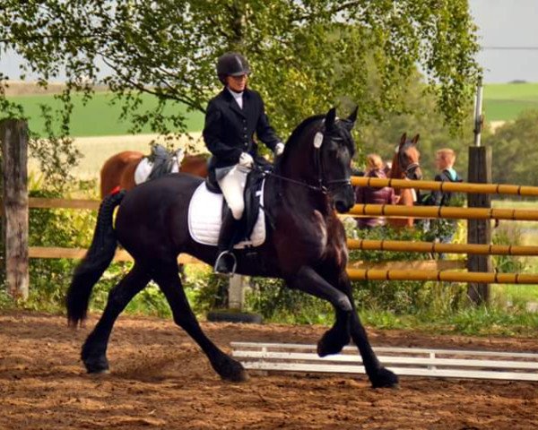 dressage horse Jouke D. (Friese, 2003, from Lolke 371)