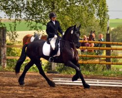 dressage horse Jouke D. (Friese, 2003, from Lolke 371)
