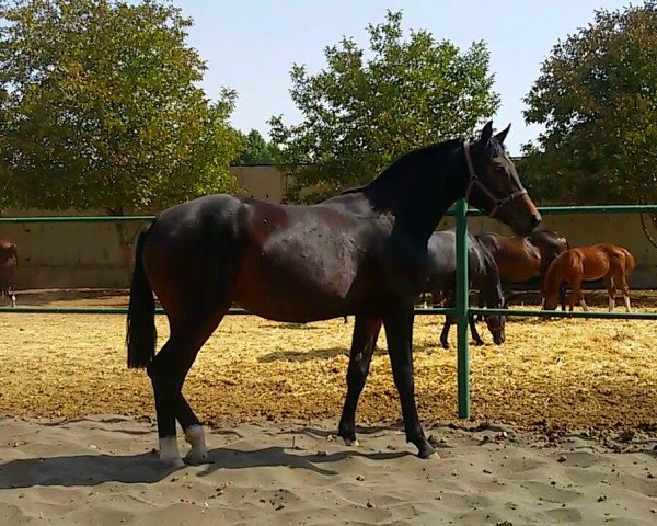 broodmare my jonker z (Oldenburg, 2014, from Landjonker S)