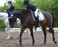 Dressurpferd Max 3949 (Polnisches Warmblut, 2009)