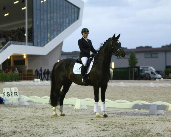horse Royal Regent (Hanoverian, 2007, from Rotspon)