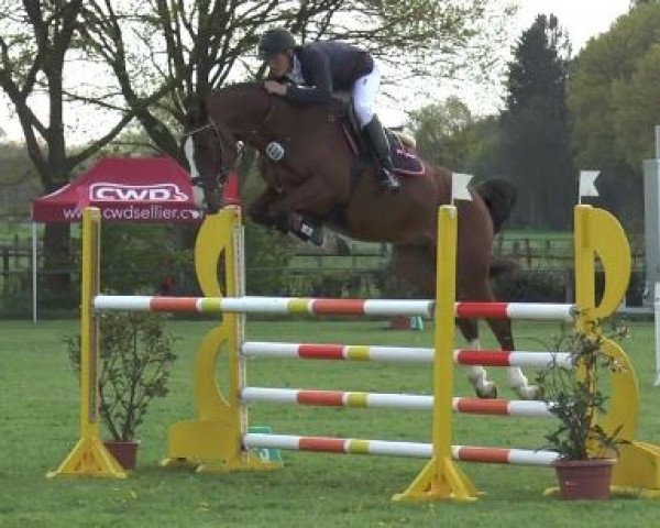 jumper Colourful S (Holsteiner, 2011, from Carrico)