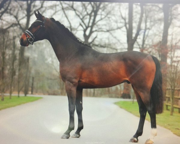 Pferd Captain Sharky (Oldenburger Springpferd, 2013, von Ecl Corvo)