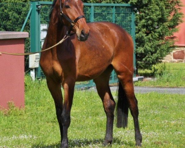 broodmare Rock Diva II (Oldenburg, 2013, from Ron Rubin)