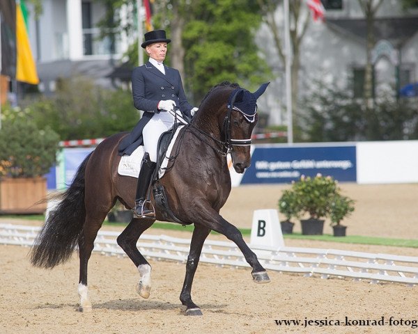 dressage horse Witschge (KWPN (Royal Dutch Sporthorse), 2003, from Ferro)