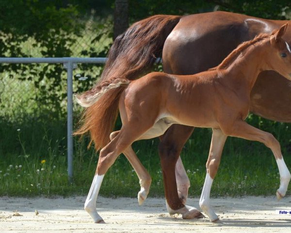 horse Victoria (Hanoverian, 2021, from Von und Zu)