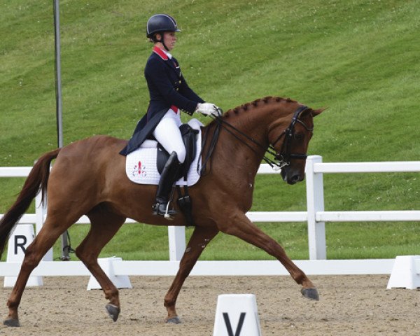 dressage horse Barolo (Hanoverian, 2006, from Breitling W)