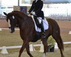 dressage horse Wenesa (Hanoverian, 2002, from Westernhagen)
