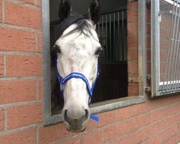 horse Gallardo xx (Thoroughbred, 2004, from Big Shuffle xx) horse Gallardo xx (Thoroughbred, 2004, from Big Shuffle xx)