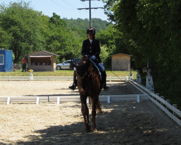 dressage horse Fuego 105 (Württemberger, 2005, from French Kiss)