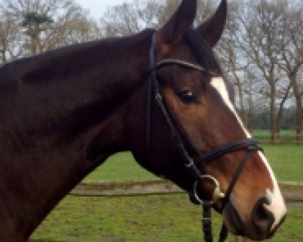 horse Sahin Sch (Hanoverian, 2012, from Sir Donnerhall I)