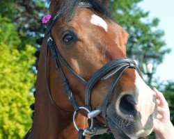 dressage horse Calle 79 (Oldenburg, 2009, from Carenzo)