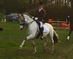 dressage horse Sir Leon Brown (New Forest Pony, 2003, from Cockaroost Pazaz)
