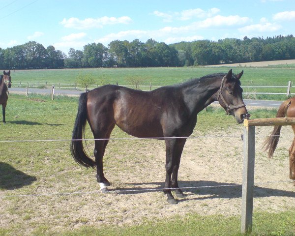 broodmare Lametta (Hanoverian, 2005, from Londonderry) broodmare Lametta (Hanoverian, 2005, from Londonderry)