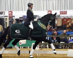 dressage horse Half Moon Dynasty (Hanoverian, 2004, from Dimaggio)