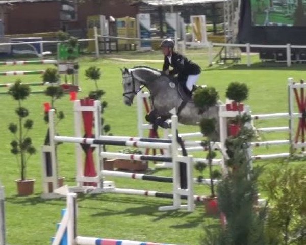 jumper Carricoko (German Sport Horse, 2010, from Carrico)