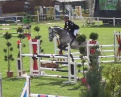 jumper Carricoko (German Sport Horse, 2010, from Carrico)