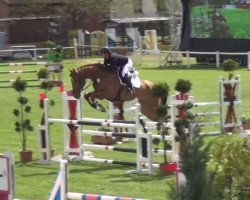 jumper Chaceto (Oldenburg show jumper, 2010, from Chacco-Blue)