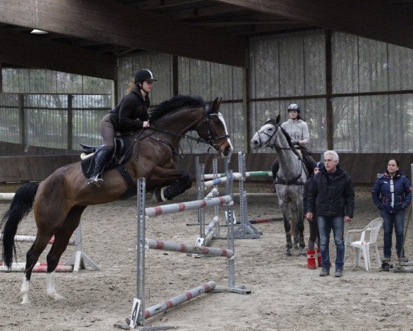 jumper Anka (German Warmblood, 2003, from Anton)
