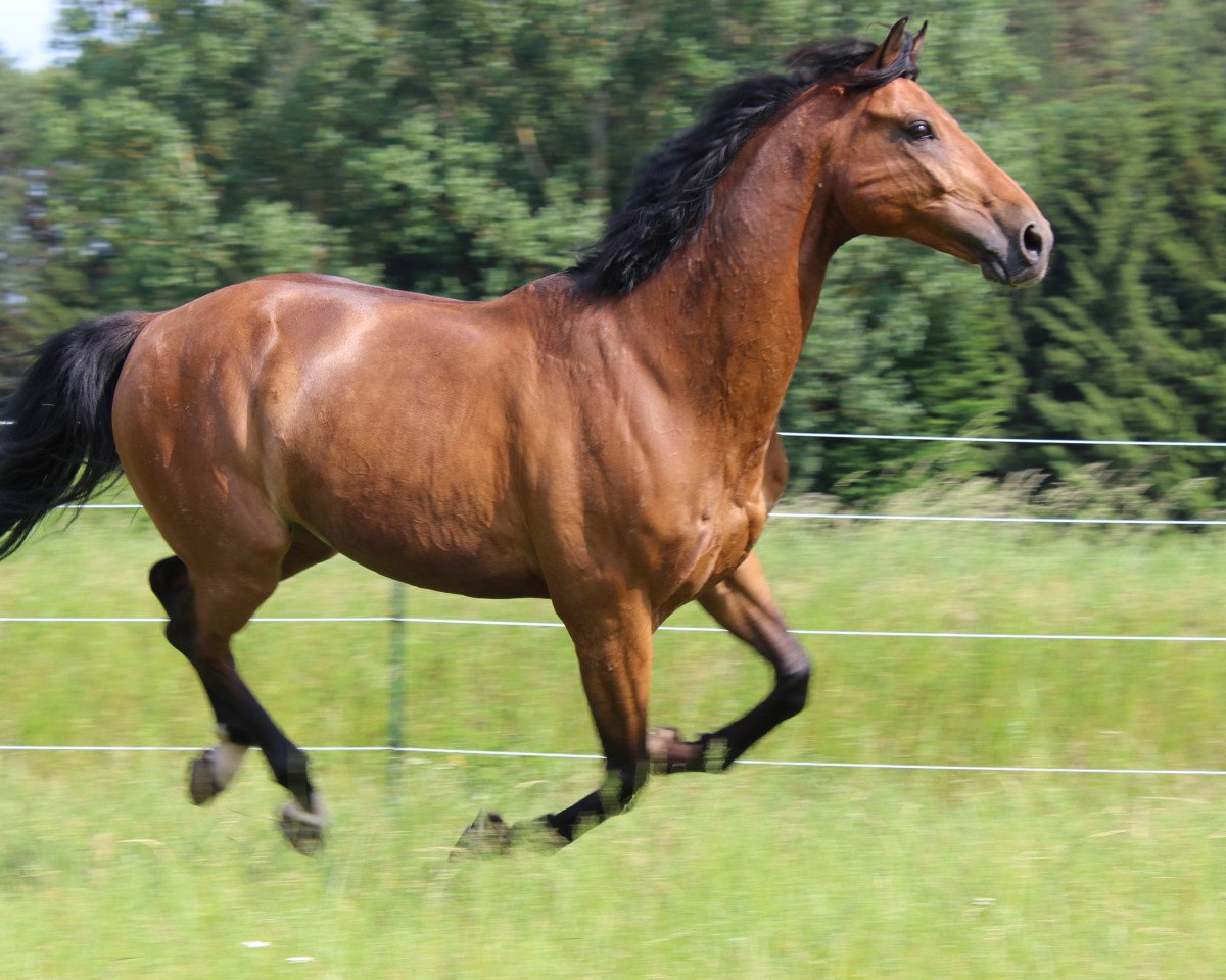 stallion Coral Beach (Bavarian, 2005, from Carinjo)