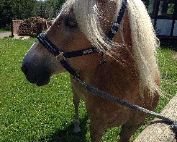 broodmare Viola II (Haflinger, 2000, from Nordtirol)