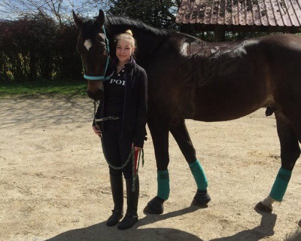horse Flambeau (Westphalian, 2003, from Fürst Heinrich)